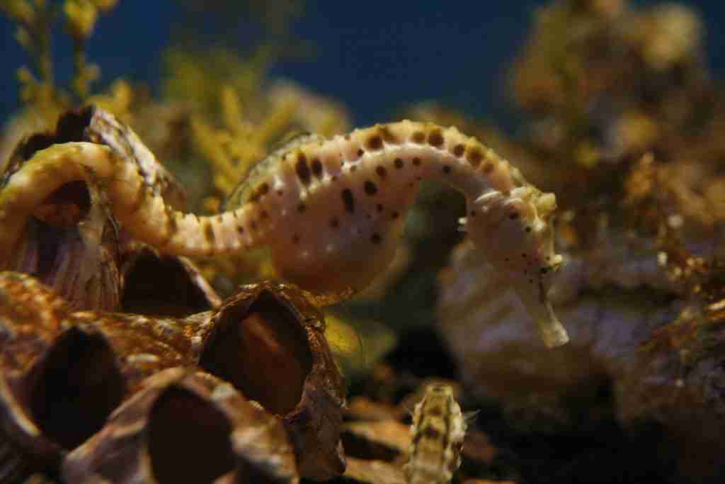 pregnant male seahorse. 10 amazing facts about sea animals 