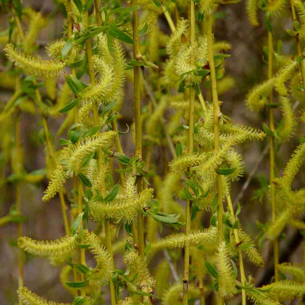 weeping willow fruit, fun facts about weeping willow trees