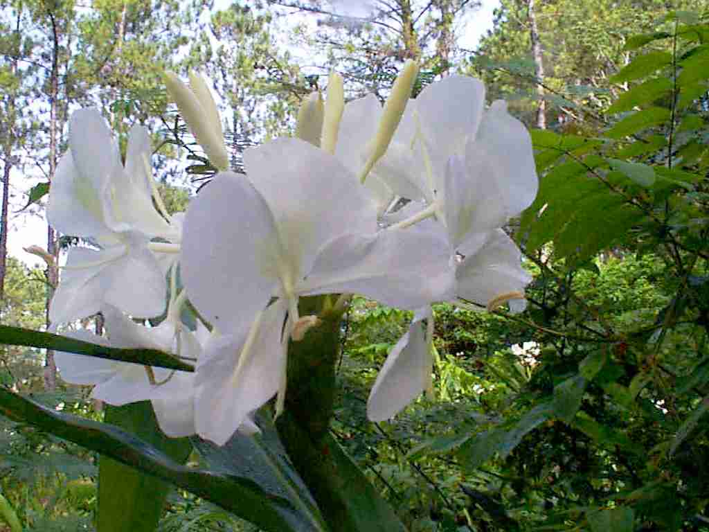 national flower of cuba