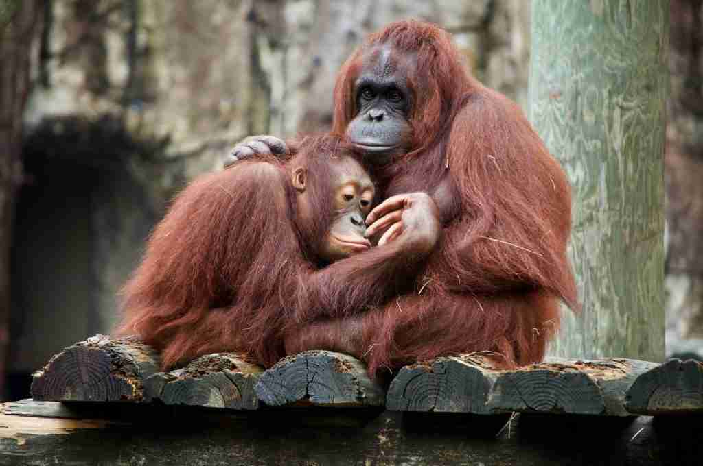 brown monkey on brown wooden log during daytime