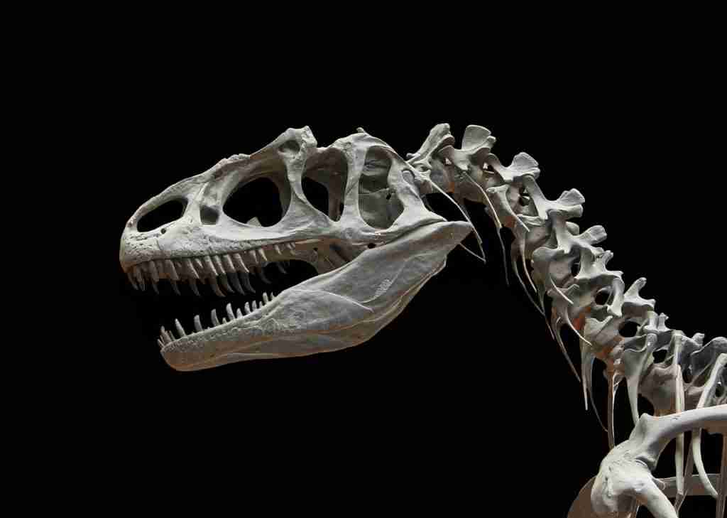 dinosaur, allosaurus, skeleton