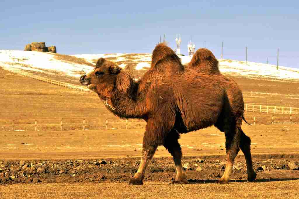 animal, camel, fun facts about gobi desert