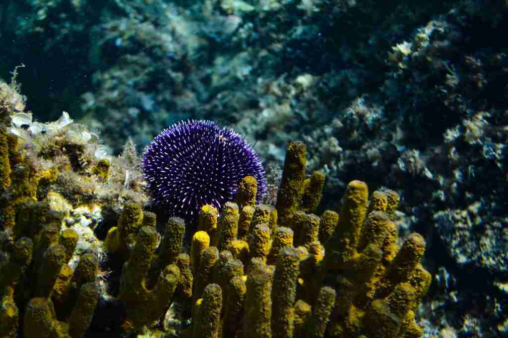 sea sponge, 10 amazing facts about sea animals