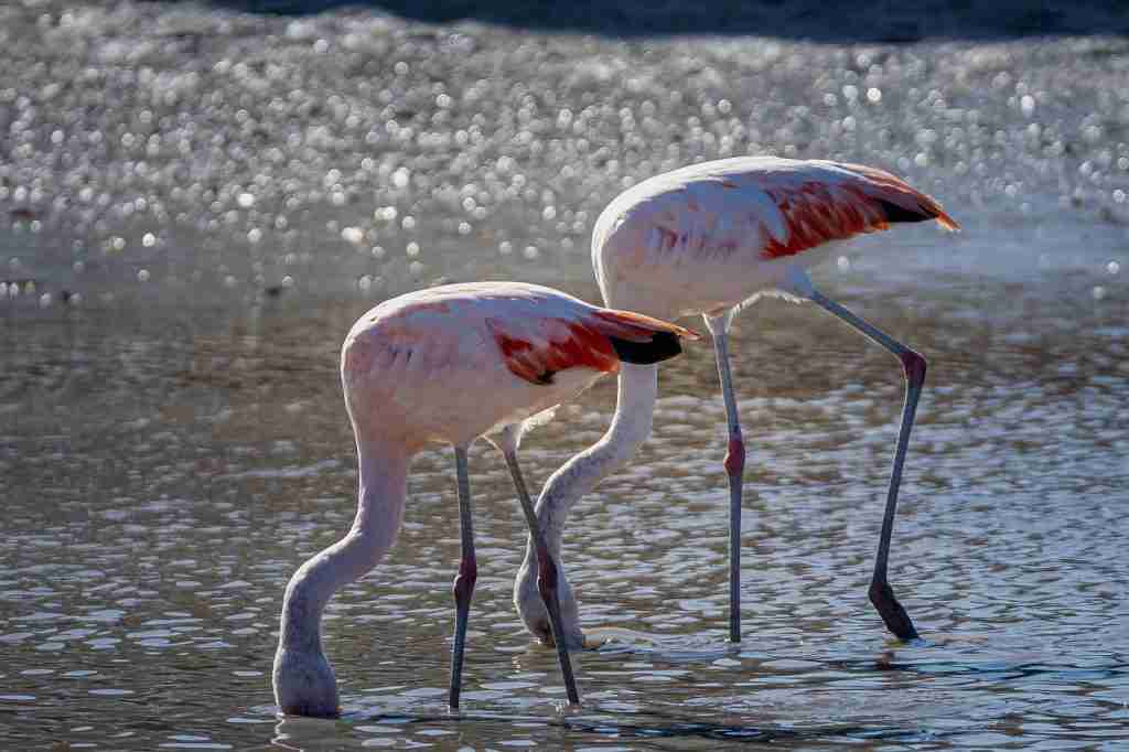 flamingos, flamingos eating,