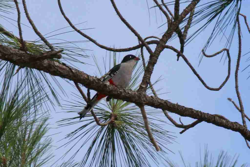 The national animal of Cuba is the Cuban Trogon.