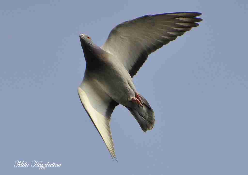 Pigeons can fly : Fun Facts About Pigeons