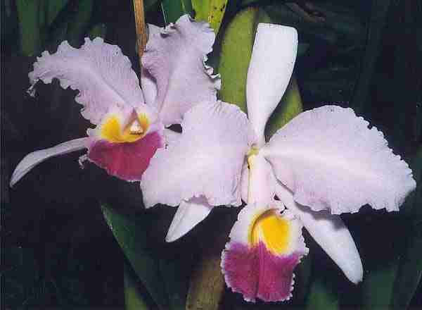 Cattleya trianae : Fun Facts about Colombia