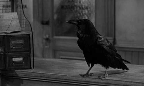 jimmy, raven, fun facts about ravens