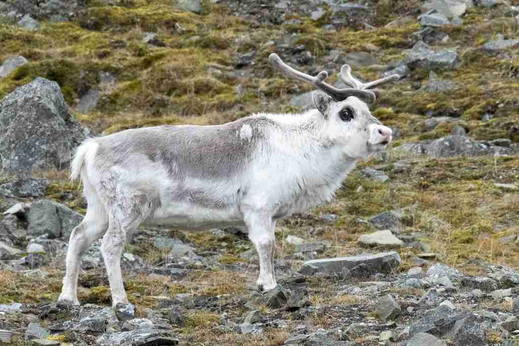 svalbard reindeer, fun facts about reindeer