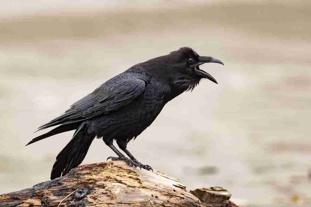 common raven, fun facts about ravens