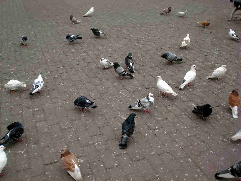 Pigeons 