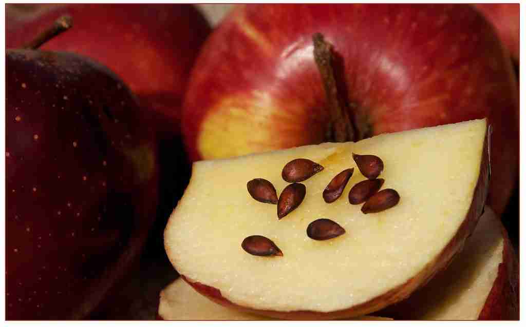 Apple seeds : Fun Facts About Apples