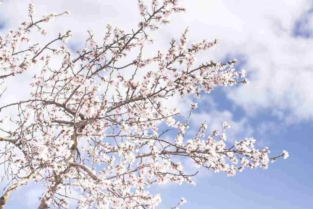 white Almonds blossoms :Fun Facts About Almonds