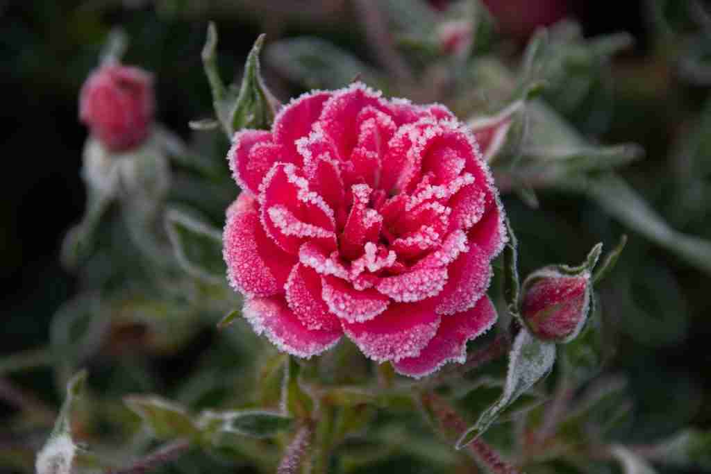 a close up of a pink flower with frost on it : Fun Facts About Winter