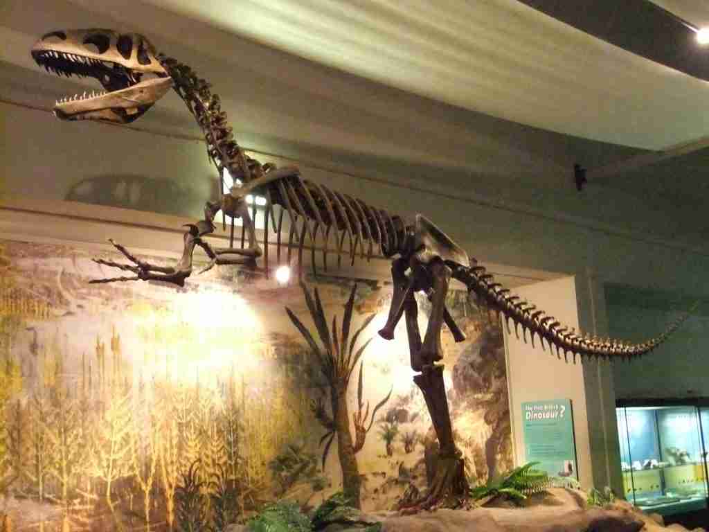 Megalosaurus, fun facts about dinosaurs