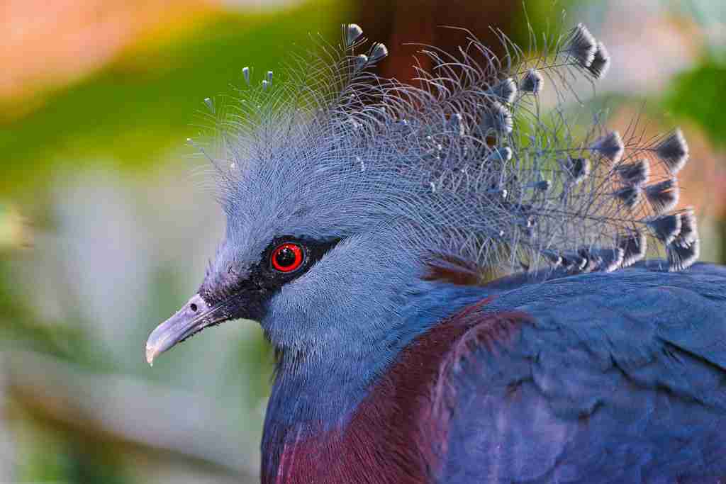 Victoria crowned pigeon