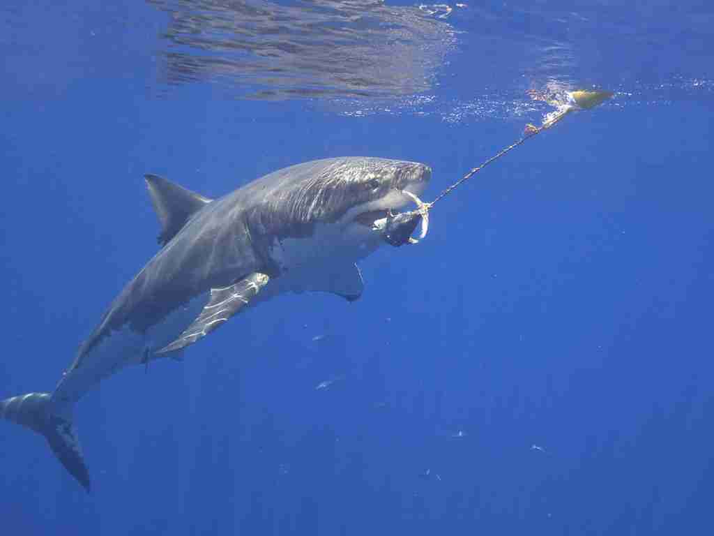 great white shark, fun facts about sharks