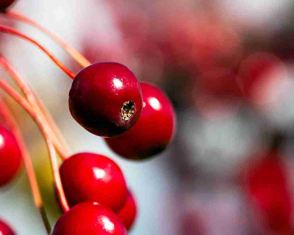 Crab Apples