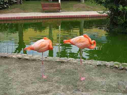 sleeping flamingos, fun facts about flamingos