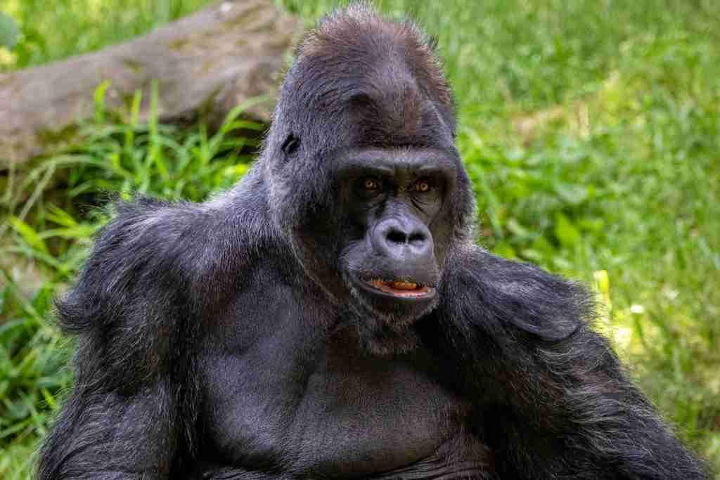 black gorilla on green grass during daytime