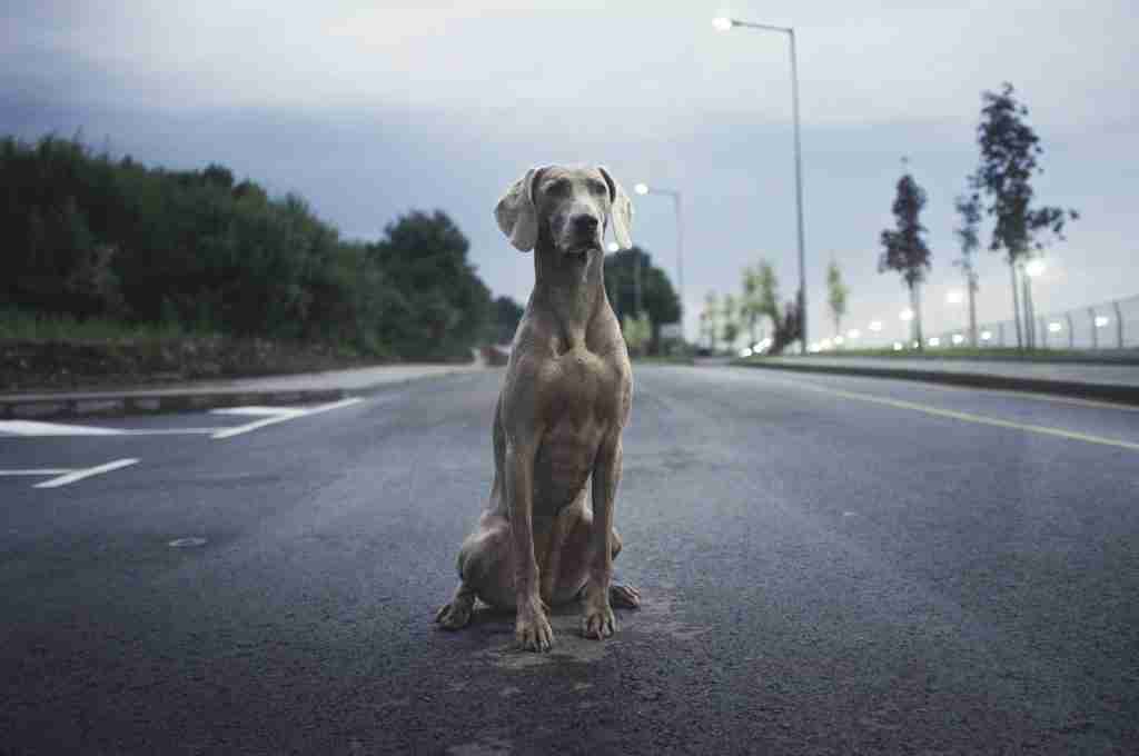 men's brown weimaraner dog on gray asphalt road