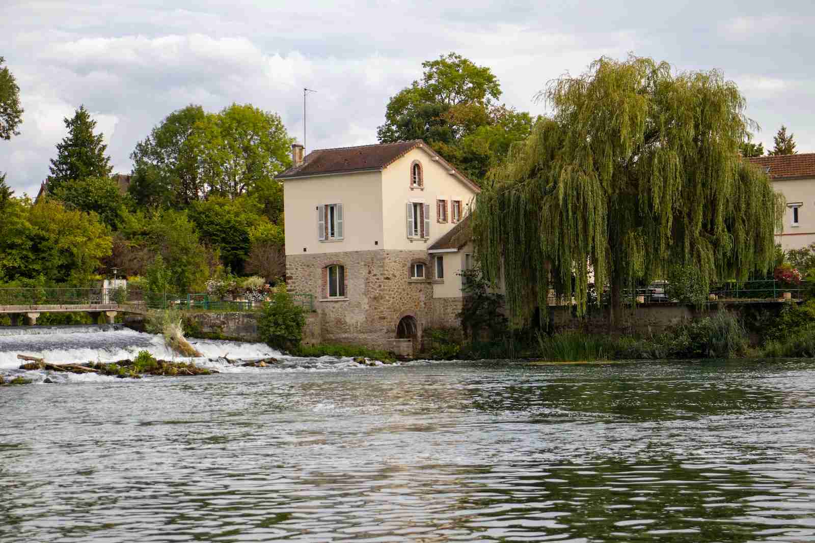 fun facts about weeping willow trees