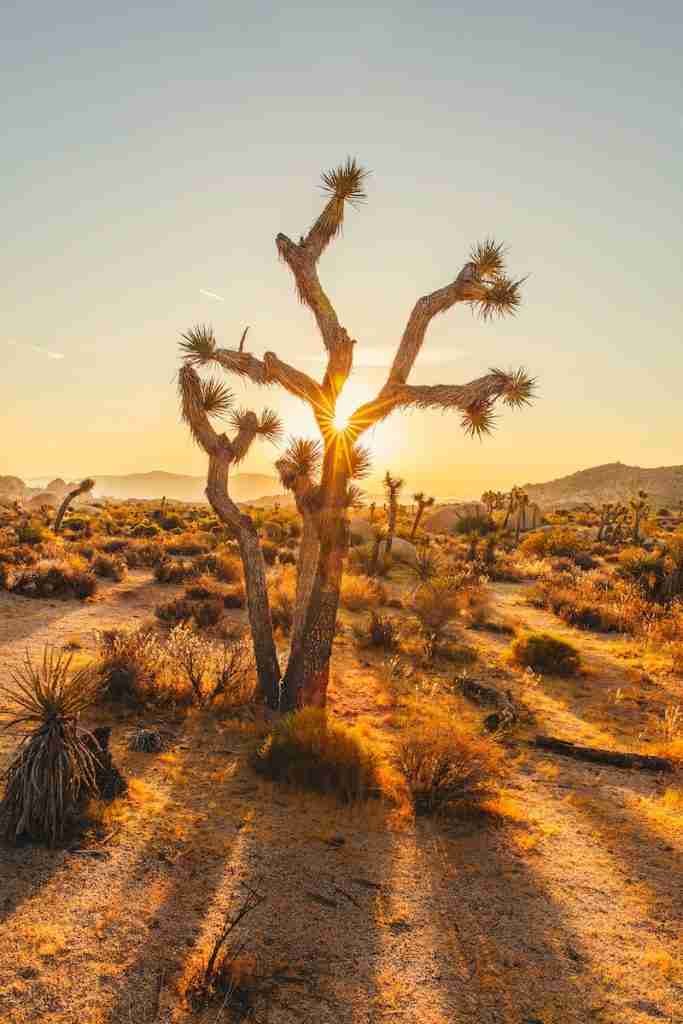 Cactus sun bath, fun facts about Cactus.