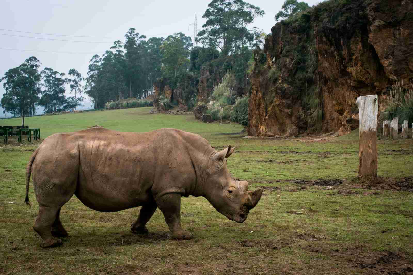 rhinoceros, 12 interesting facts about rhinos