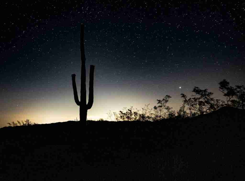 Night Photosynthesize, fun facts about Cactus.