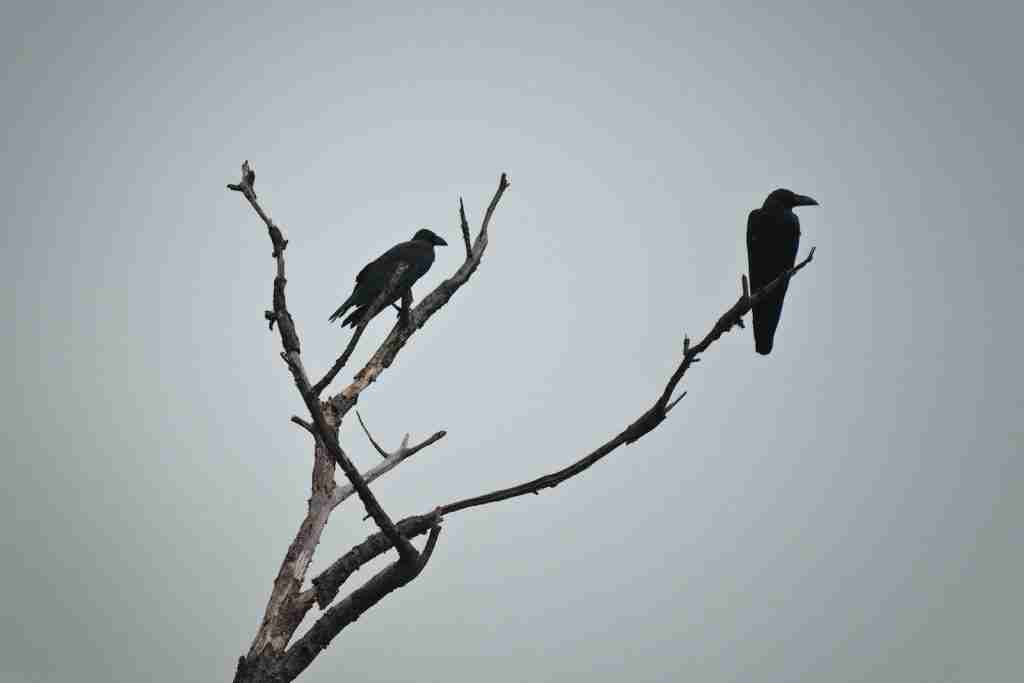 two bird on tree photography :  Fun Facts About Crows