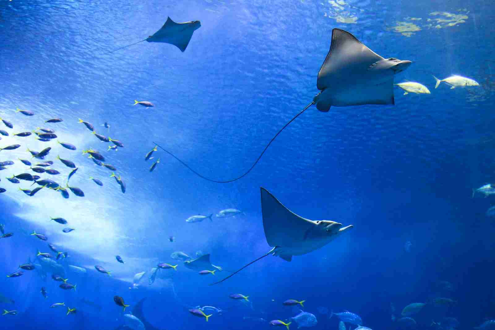 10 amazing facts about sea animals