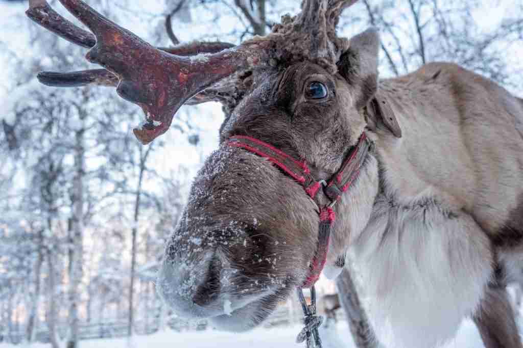 reindeer, fun facts about reindeer