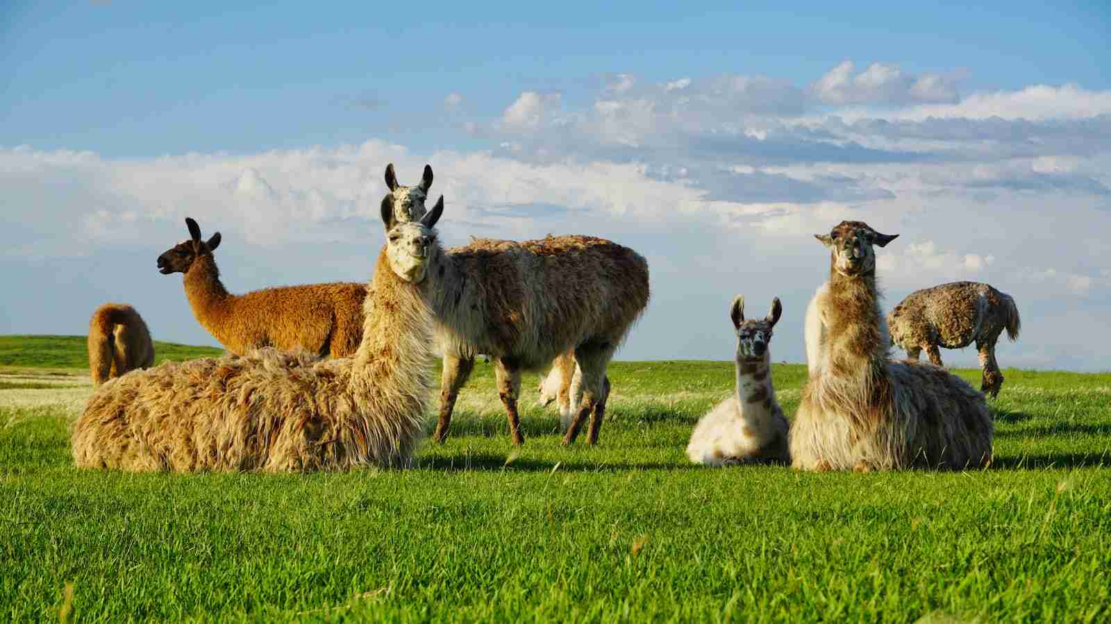 Alpacas, fun facts about alpacas