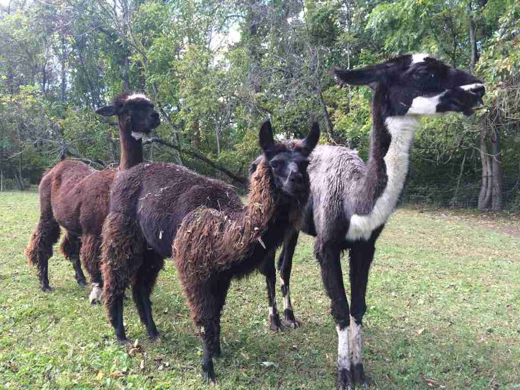 huarizo, fun facts about alpacas