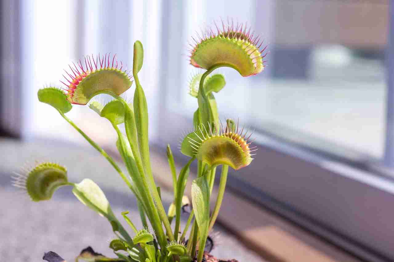 venus fly trap, nature, plant, fun facts about venus fly traps