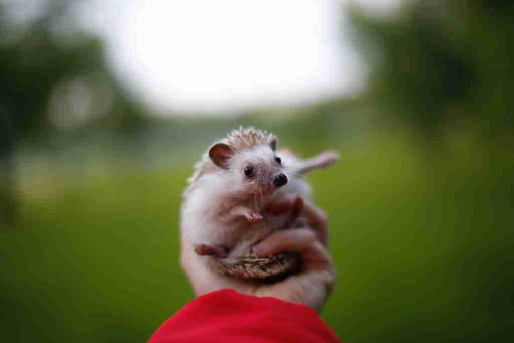 pet hedgehog. fun facts about hedgehogs