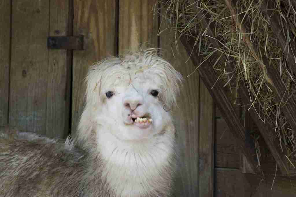 alpacas, fun facts about alpacas