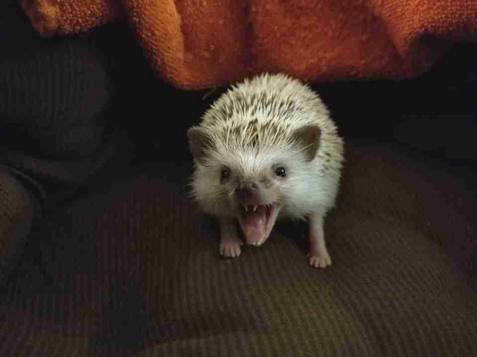 hedgehog teeth, fun facts about hedgehogs