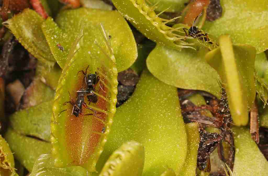 fun facts about venus fly traps