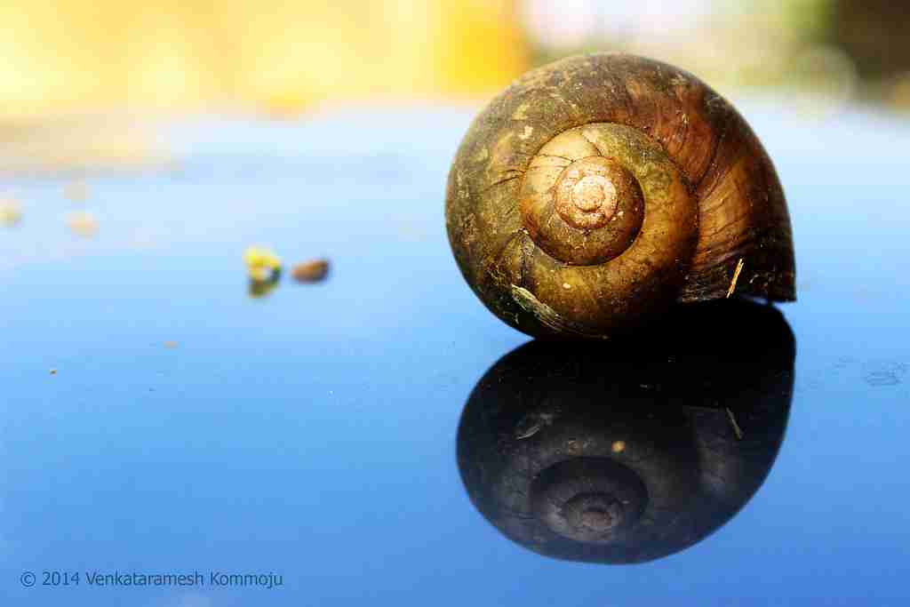 snail shell, fun facts about snails