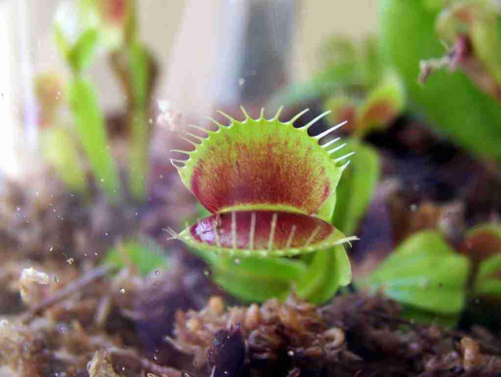 venus flytrap, fun facts about venus fly traps