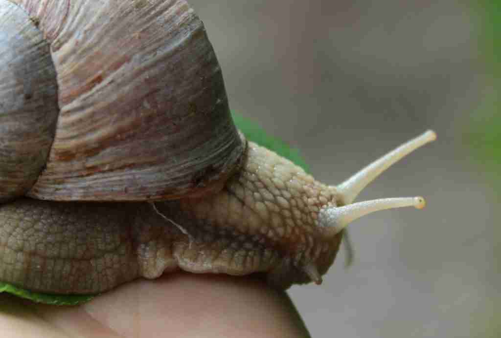 snail eyes, fun facts about snails