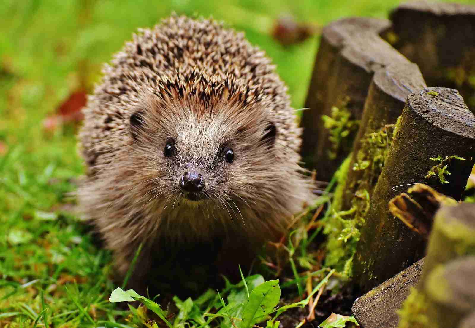 hedgehog, fun facts about hedgehogs