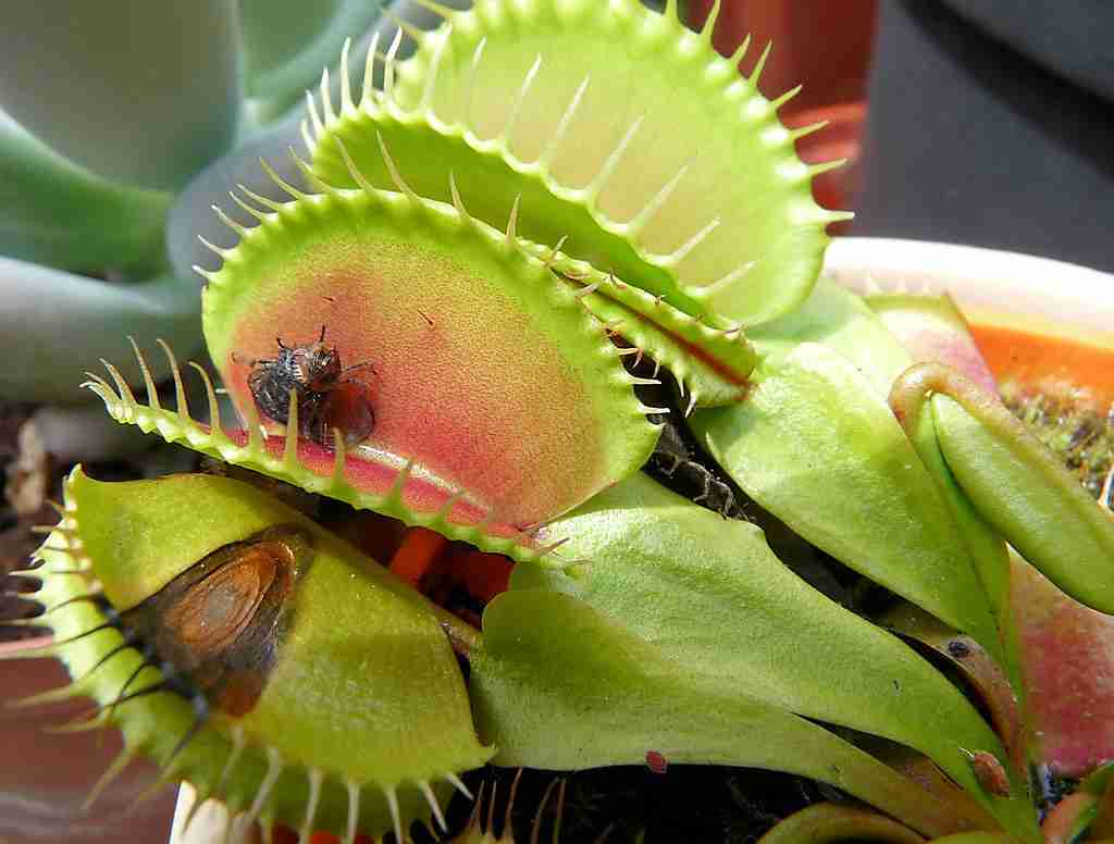 venus flytrap hunt