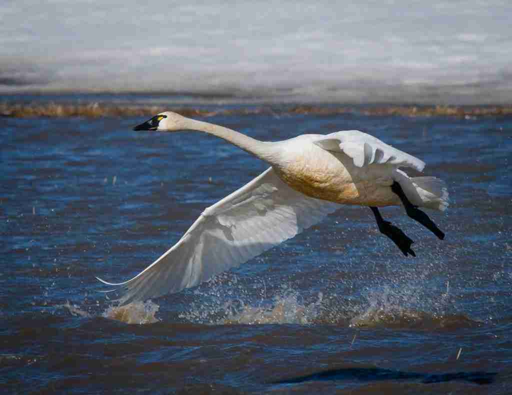 white swan on water during daytime