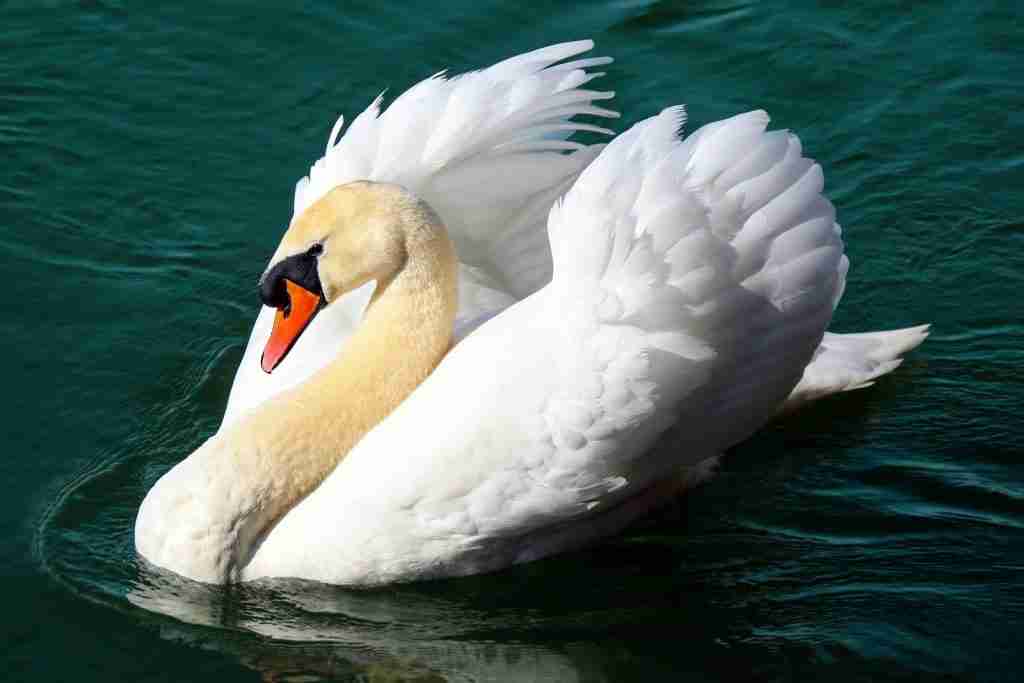 White swan on daytime water, showcasing fun facts about swans.