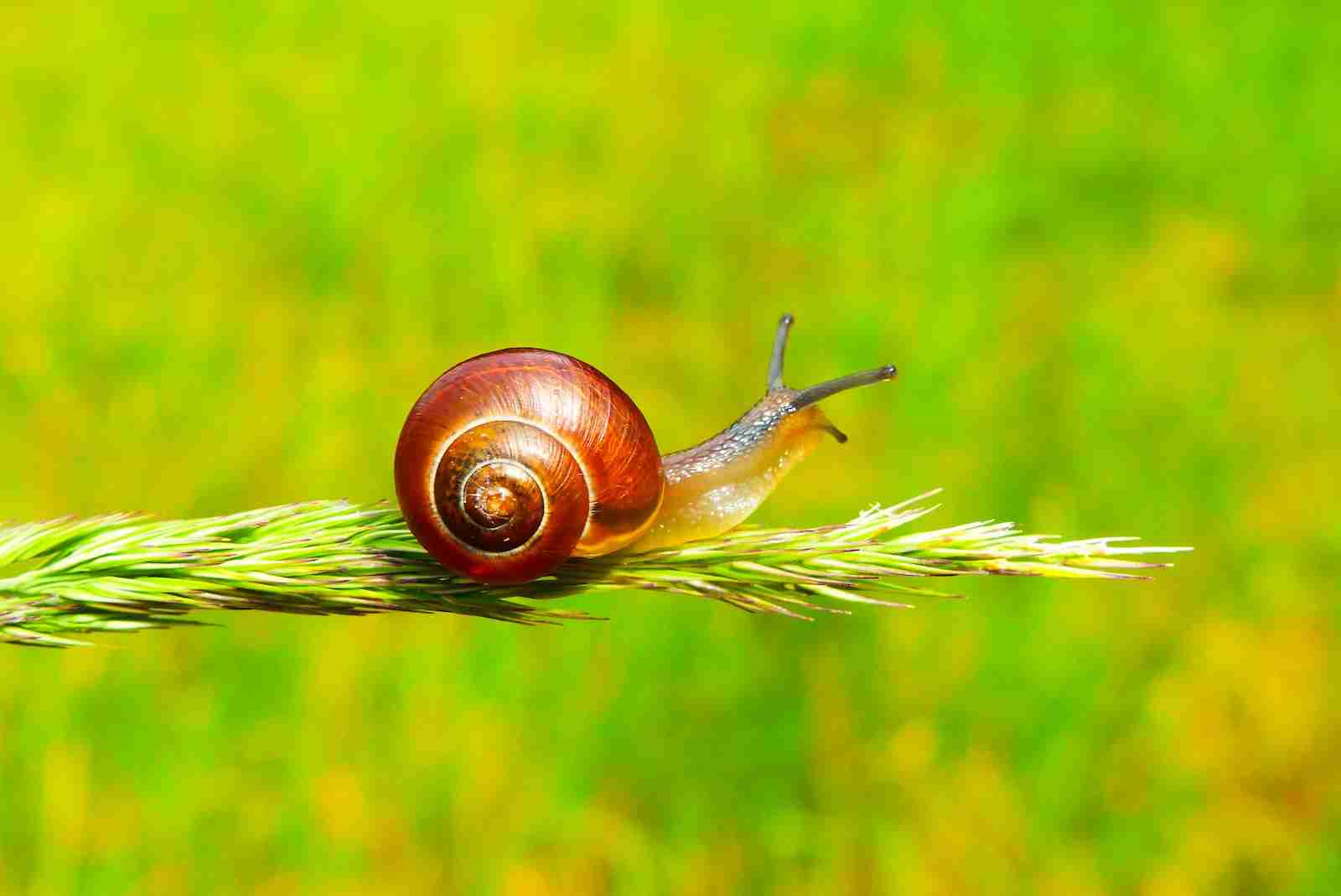 fun facts about snails