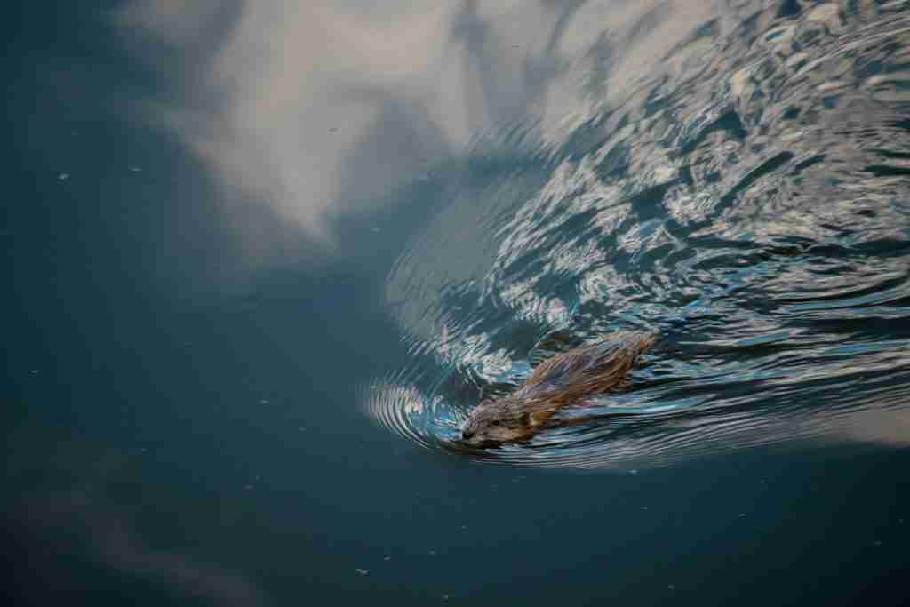 brown animal on water during daytime : Fun Facts About Beavers