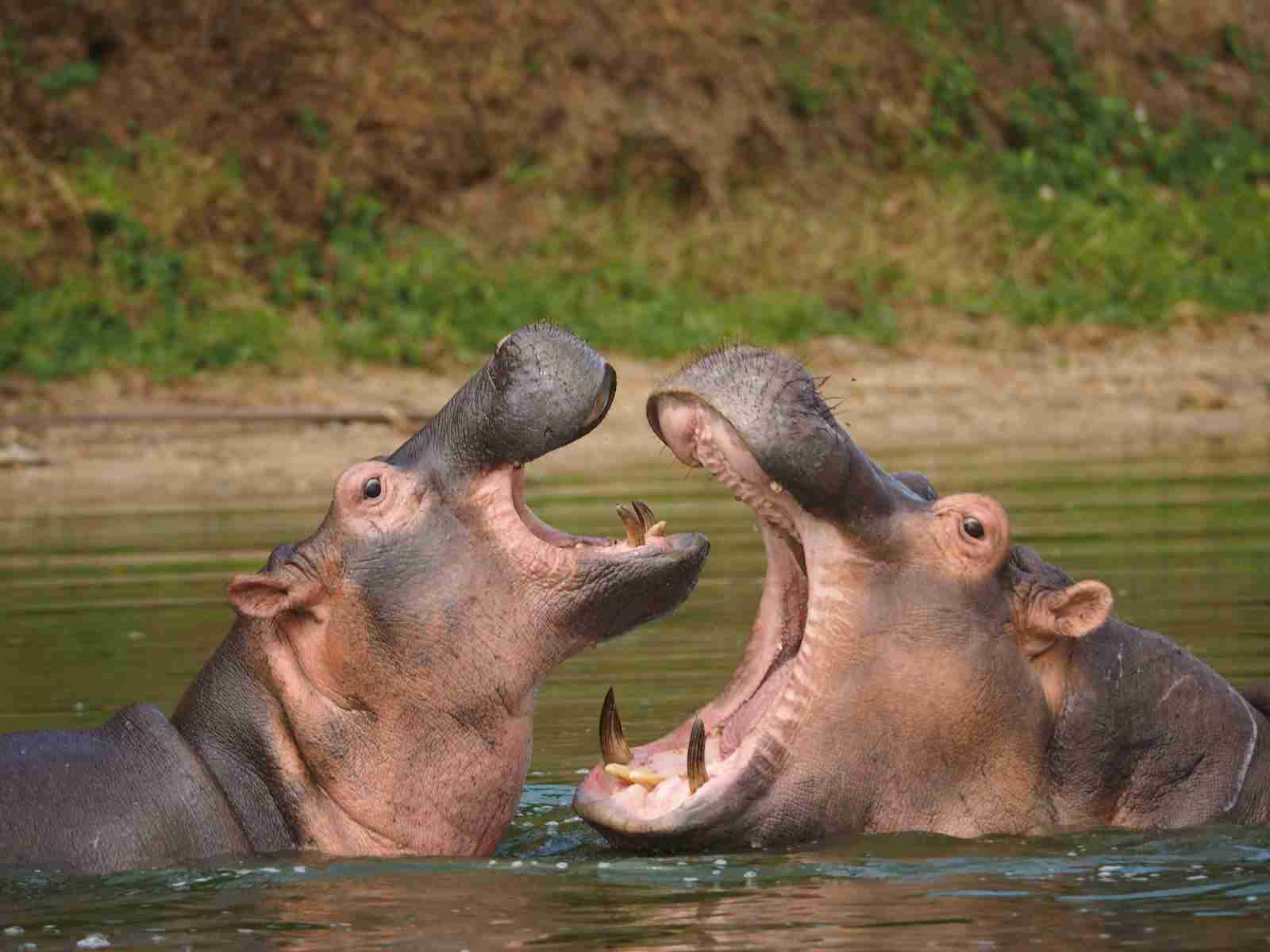 fun facts about hippos