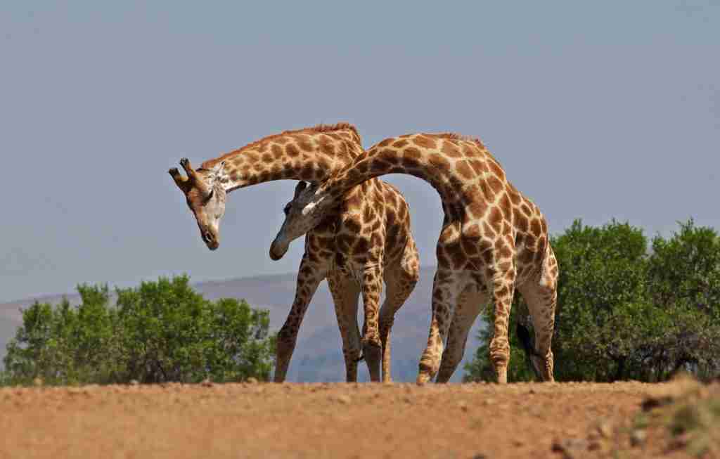 giraffe facts, fun facts about giraffes